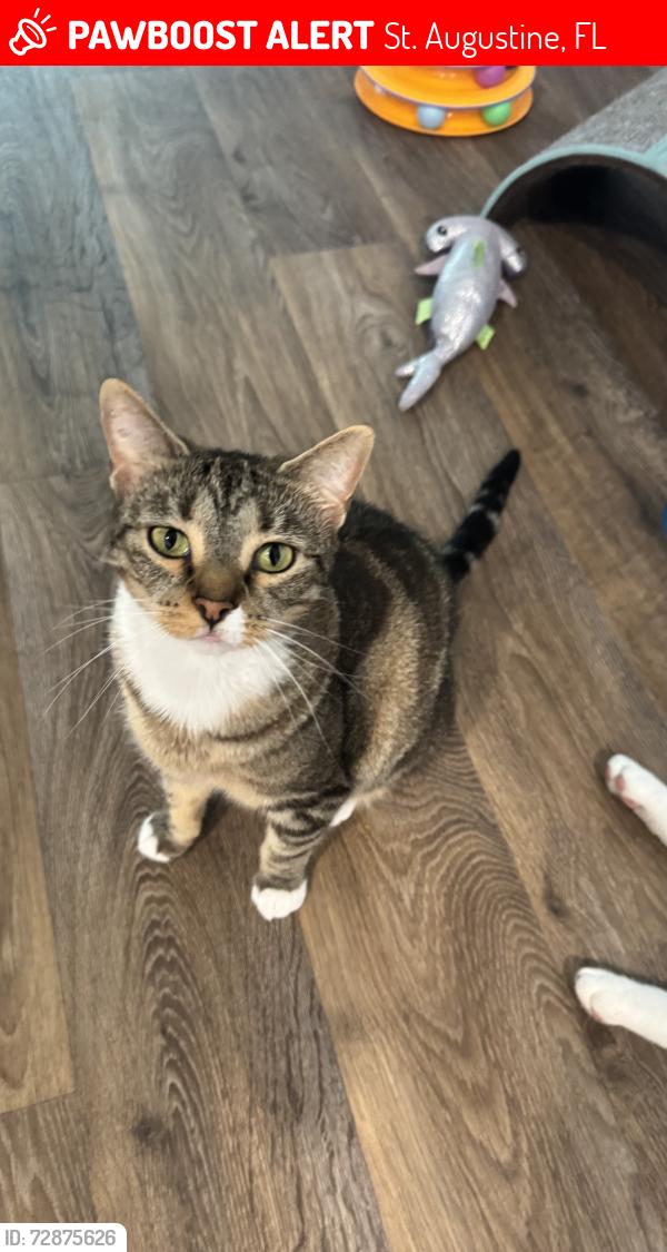 Lost Female Cat last seen Winn-Dixie at 207 and US-1 , St. Augustine, FL 32084