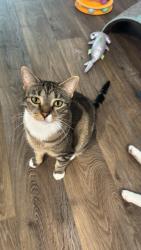 Lost Female Cat last seen Winn-Dixie at 207 and US-1 , St. Augustine, FL 32084