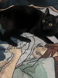 Lost Male Cat last seen Riverside apmts , Aberdeen, MD 21001