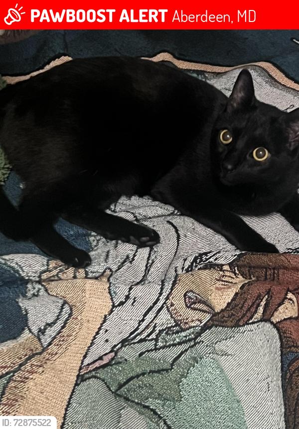 Lost Male Cat last seen Riverside apmts , Aberdeen, MD 21001