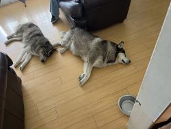 Found/Stray Male Dog last seen Pioneer, Santa Fe Springs, CA 90670