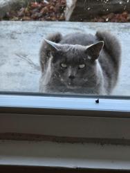 Reunited Male Cat last seen Via Julia, San Lorenzo, CA 94580