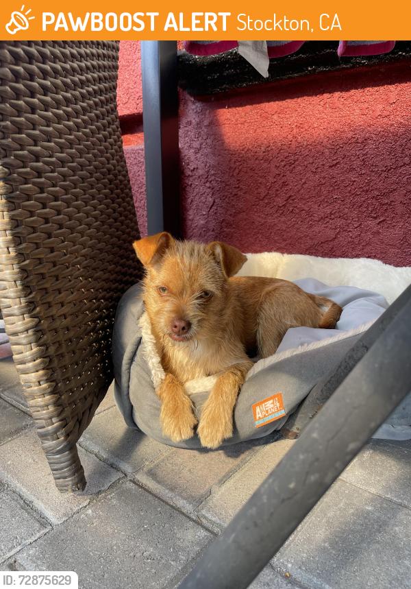 Found/Stray Female Dog last seen Turnpike , Stockton, CA 95206