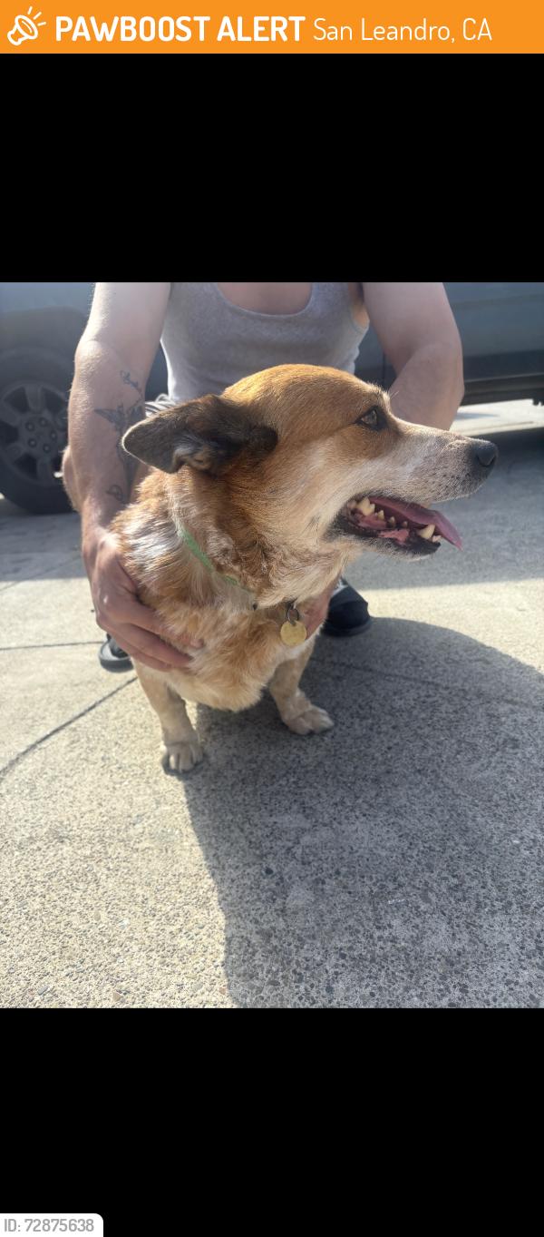 Found/Stray Male Dog last seen Saturn drive , San Leandro, CA 94577