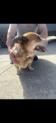 Found/Stray Male Dog last seen Saturn drive , San Leandro, CA 94577