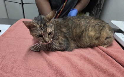 Shelter Stray Female Cat last seen Rancho Cordova, CA 95670, Sacramento, CA 95828