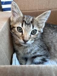 Shelter Stray Male Cat last seen Upland Lane, 75149, TX, Mesquite, TX 75149