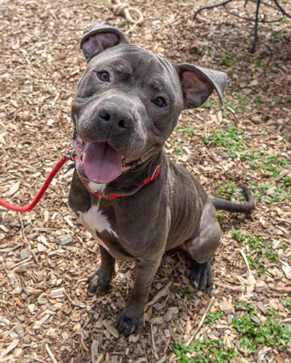 Shelter Stray Male Dog last seen Near Lakeview Cir Lithonia GA 30058, 30058, GA, Atlanta, GA 30341