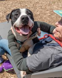 Shelter Stray Male Dog last seen Near Crescent Centre Blvd, 30084, GA, Atlanta, GA 30341