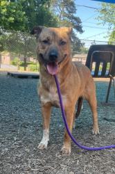 Shelter Stray Female Dog last seen Near Presidents Walk Tucker, 30084, 30084, GA, Atlanta, GA 30341