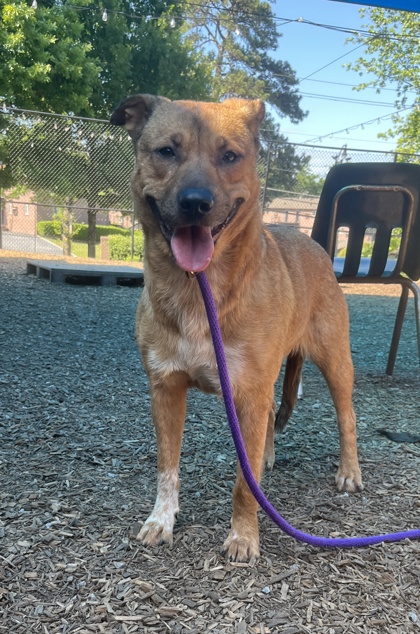Shelter Stray Female Dog last seen Near Presidents Walk Tucker, 30084, 30084, GA, Atlanta, GA 30341