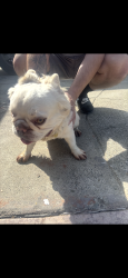 Found/Stray Male Dog last seen Saturn drive , San Leandro, CA 94577