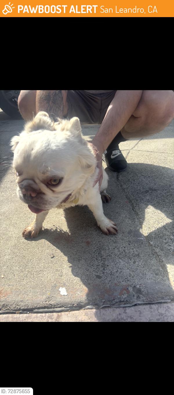 Found/Stray Male Dog last seen Saturn drive , San Leandro, CA 94577