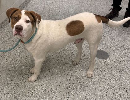Shelter Stray Male Dog last seen Near St John Ave, 64123, MO, Kansas City, MO 64132