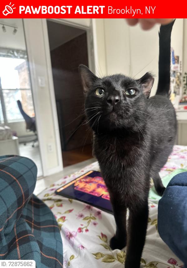Lost Male Cat last seen eldert st and bushwick ave, Brooklyn, NY 11207