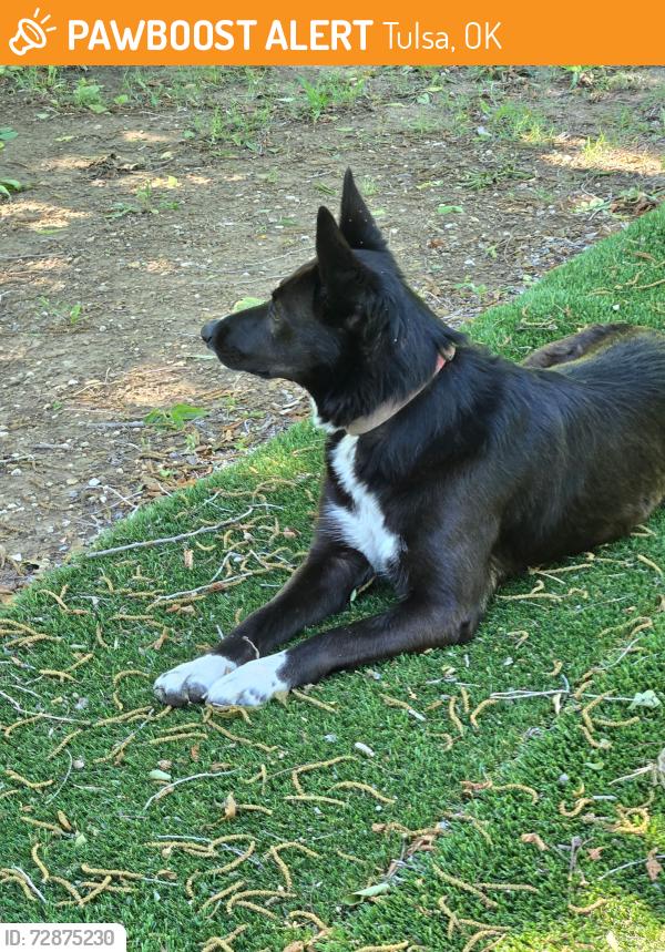 Found/Stray Female Dog last seen 31st and Harvard, Tulsa, OK 74135