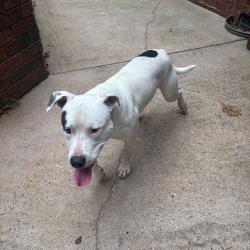 Found/Stray Male Dog last seen Brantley Oaks neighborhood , Charlotte, NC 28215