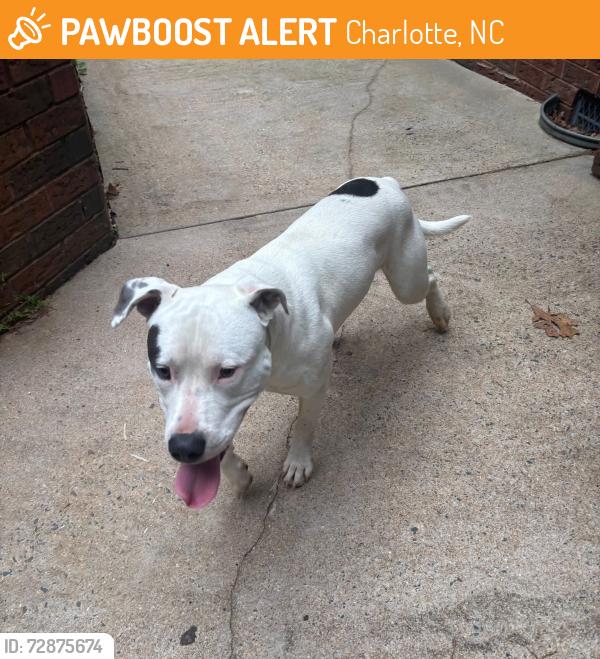 Found/Stray Male Dog last seen Brantley Oaks neighborhood , Charlotte, NC 28215