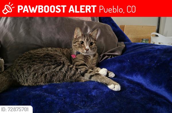 Lost Female Cat last seen Near Elmhurst Pl, Pueblo, CO 81004