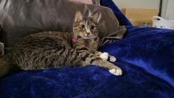 Lost Female Cat last seen Near Elmhurst Pl, Pueblo, CO 81004