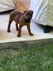 Found/Stray Female Dog last seen Lake Carolyn Pkwy  and North O'Connor Blvd, Irving, TX, Irving, TX 75039