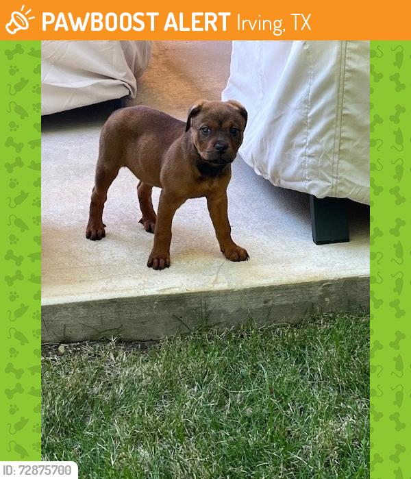 Found/Stray Female Dog last seen Lake Carolyn Pkwy  and North O'Connor Blvd, Irving, TX, Irving, TX 75039