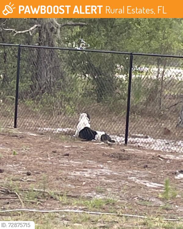 Found/Stray Unknown Dog last seen Everglades Blvd, Rural Estates, FL 34120