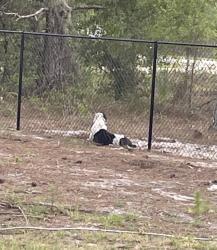 Found/Stray Unknown Dog last seen Everglades Blvd, Rural Estates, FL 34120
