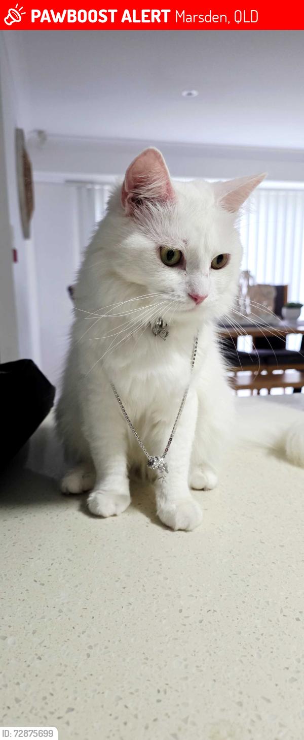 Lost Female Cat last seen Marsden fourth avenue, Marsden, QLD 