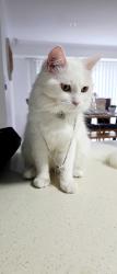 Lost Female Cat last seen Marsden fourth avenue, Marsden, QLD 