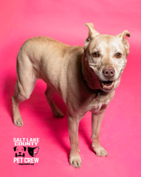 Shelter Stray Female Dog last seen Near S Rio Grande Street, SALT LAKE CITY, UT, 84101, Taylorsville, UT 84123