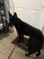 Found/Stray Male Dog last seen crossings 501 complex , 15501 chilis , Durham, NC 27707