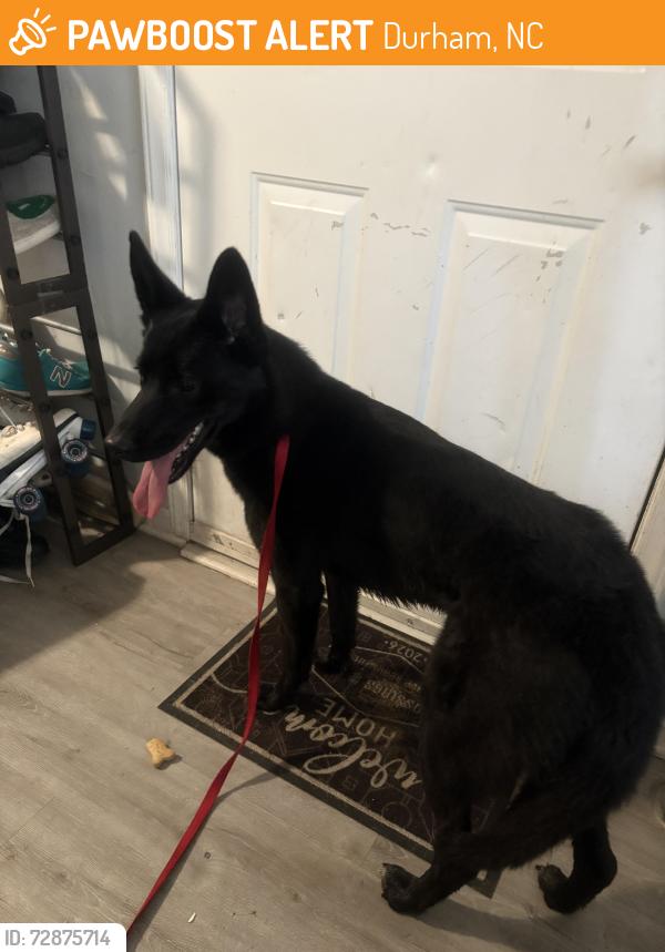 Found/Stray Male Dog last seen crossings 501 complex , 15501 chilis , Durham, NC 27707