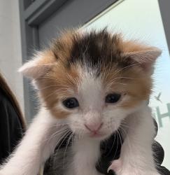 Shelter Stray Female Cat last seen Near Kane Court, San Diego, CA, 92173, San Diego, CA 92110