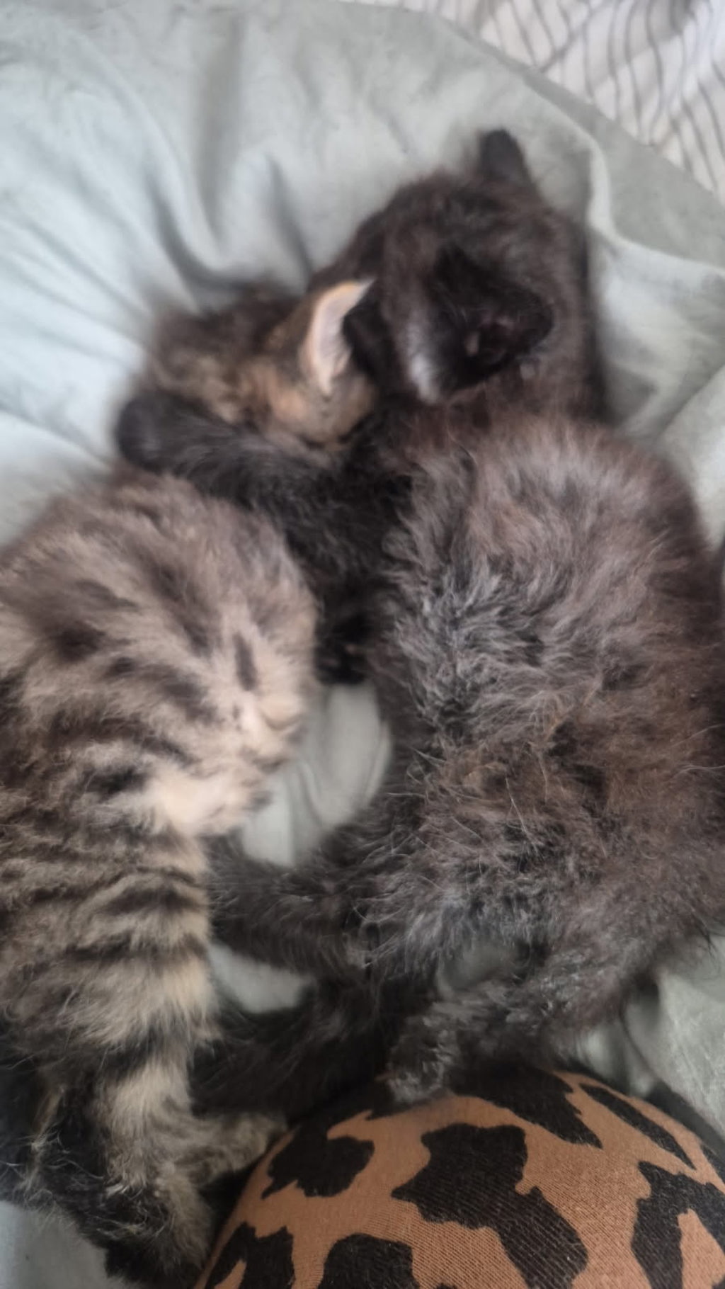 Shelter Stray Female Cat last seen Near Devonshire Drive, San Diego, CA, 92107, San Diego, CA 92110