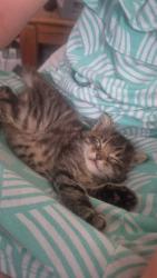 Shelter Stray Male Cat last seen Near Devonshire Drive, San Diego, CA, 92107, San Diego, CA 92110