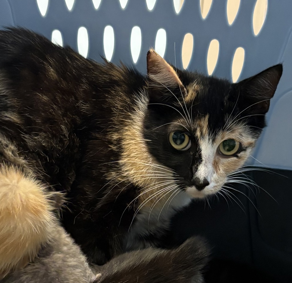 Shelter Stray Female Cat last seen Near Sycamore Road, San Diego, CA, 92173, San Diego, CA 92110