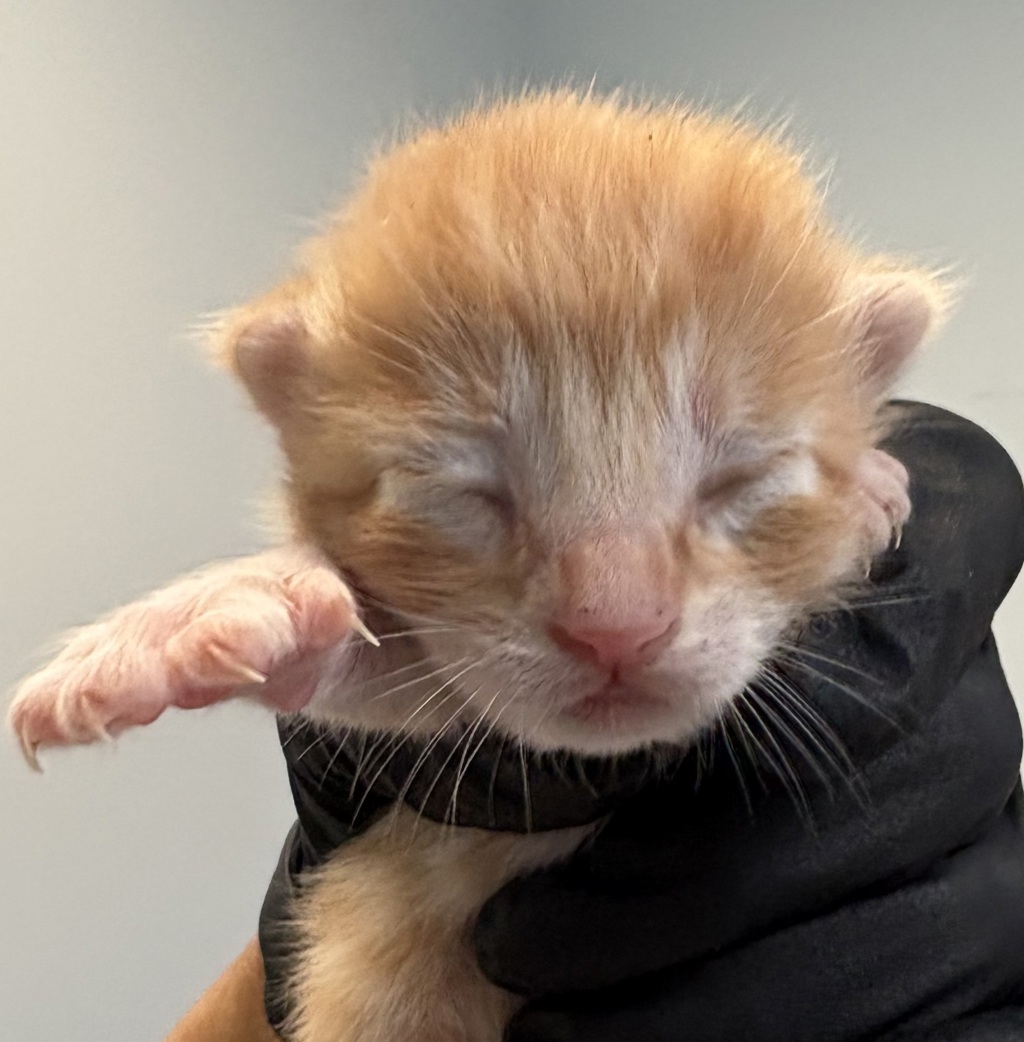 Shelter Stray Male Cat last seen Near Sycamore Road, San Diego, CA, 92173, San Diego, CA 92110