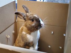 Shelter Stray Male Rabbit last seen Near Parkside Drive, Oceanside, CA, 92058, Oceanside, CA 92058