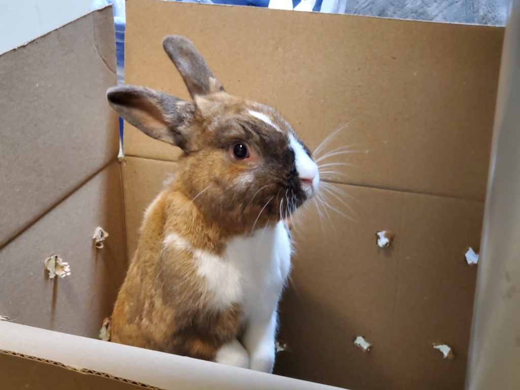 Shelter Stray Male Rabbit last seen Near Parkside Drive, Oceanside, CA, 92058, Oceanside, CA 92058