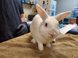 Shelter Stray Male Rabbit last seen Near Parkside Drive, Oceanside, CA, 92058, Oceanside, CA 92058