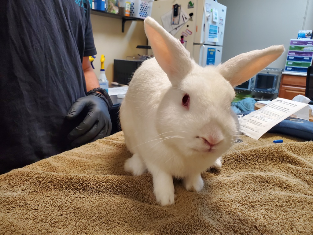 Shelter Stray Male Rabbit last seen Near Parkside Drive, Oceanside, CA, 92058, Oceanside, CA 92058
