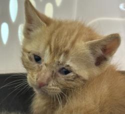 Shelter Stray Male Cat last seen Near fuji Street, San Diego, CA, 92139, San Diego, CA 92110