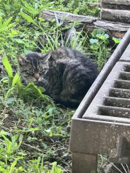 Found/Stray Unknown Cat last seen Cross street of Jefferson and Third Street, Maryville, TN 37804
