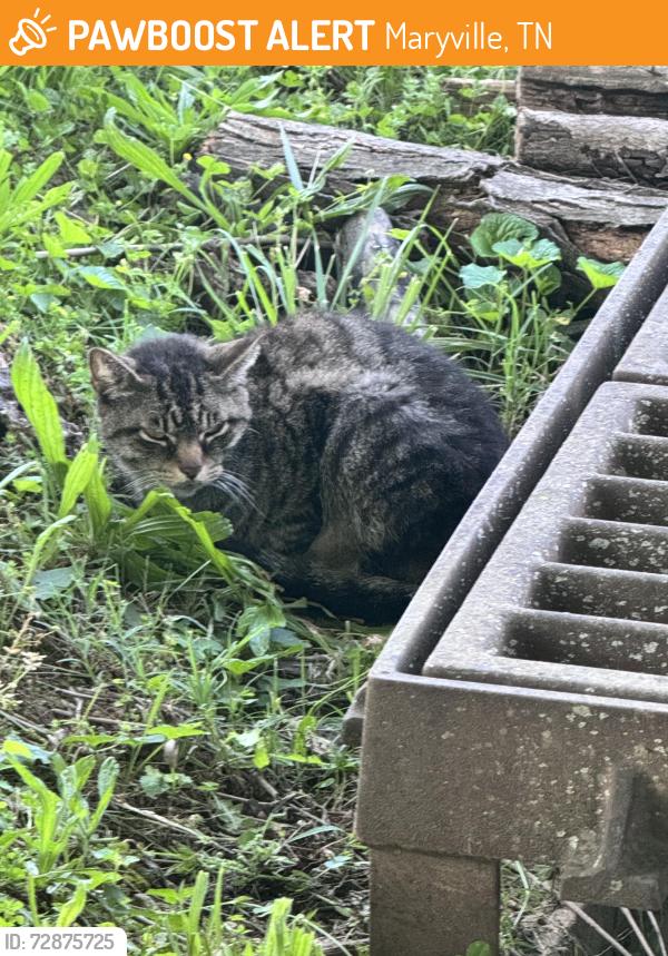 Found/Stray Unknown Cat last seen Cross street of Jefferson and Third Street, Maryville, TN 37804