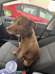Found/Stray Female Dog last seen Lionel st off Tubman  rd, Augusta, GA 30906