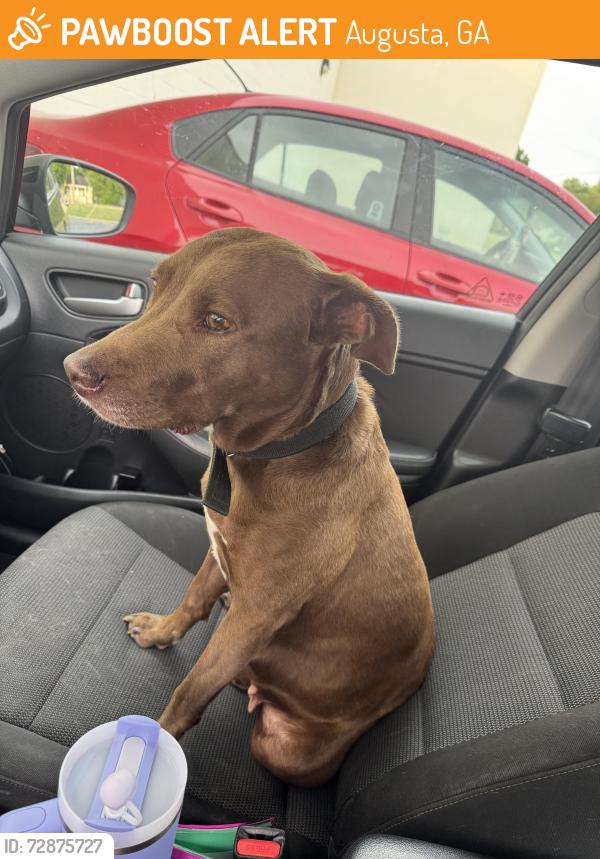 Found/Stray Female Dog last seen Lionel st off Tubman  rd, Augusta, GA 30906