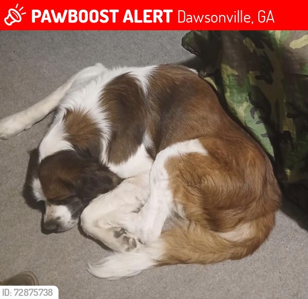 Lost Male Dog last seen Sams road and war hill park rd, Dawsonville, GA 30534