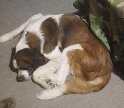 Lost Male Dog last seen Sams road and war hill park rd, Dawsonville, GA 30534