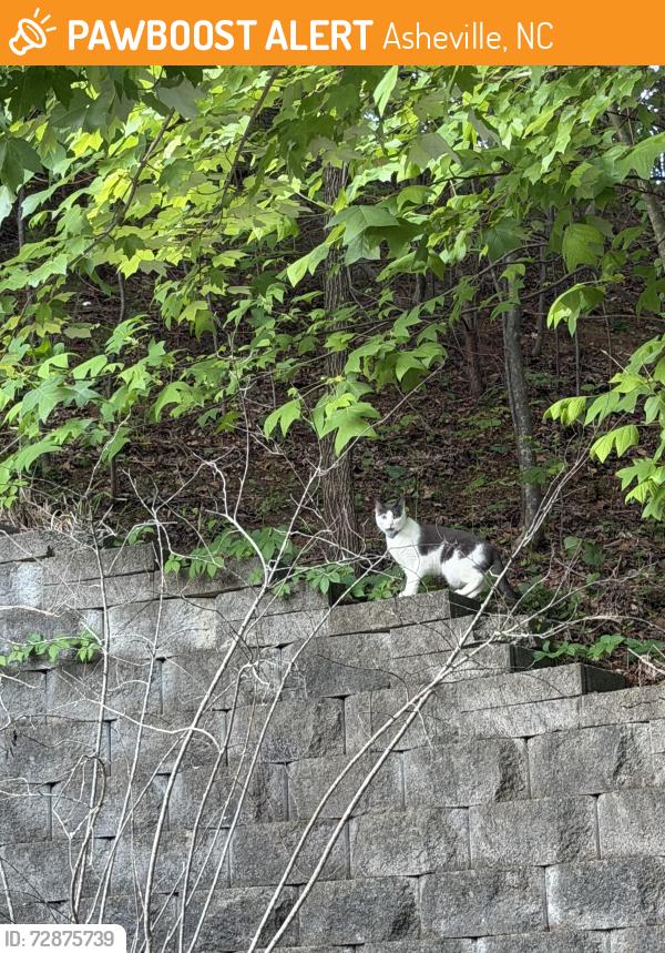 Found/Stray Unknown Cat last seen Alpine ridge drive, climbed up on the rock wall then ran off into the trees, Asheville, NC 28803